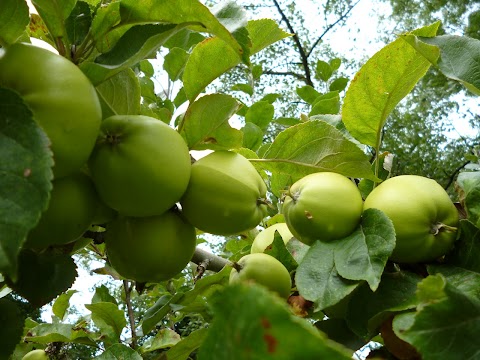 Norfolk Park Community Garden