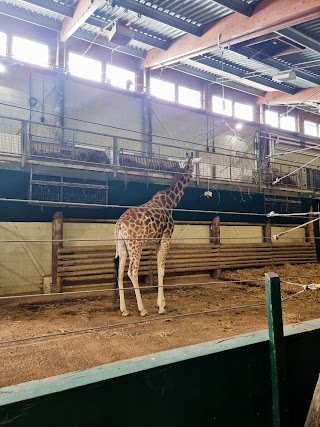 Marwell Zoo