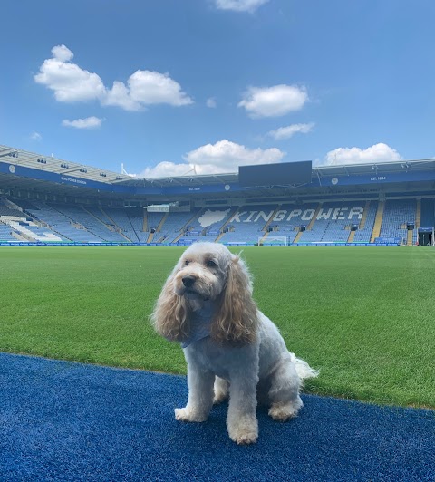 Barking Beautiful dog groomer