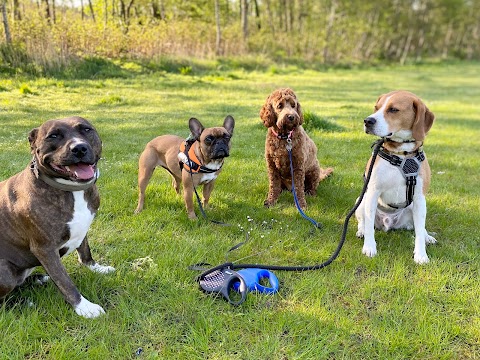 Dog walking and pet sitting service