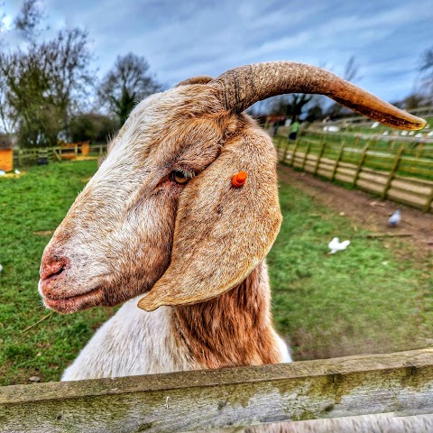 West Lodge Farm Park