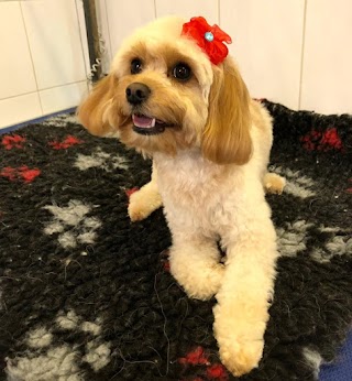 Allbreed Dog Grooming