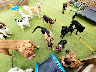 Doggos Doggy Day Care