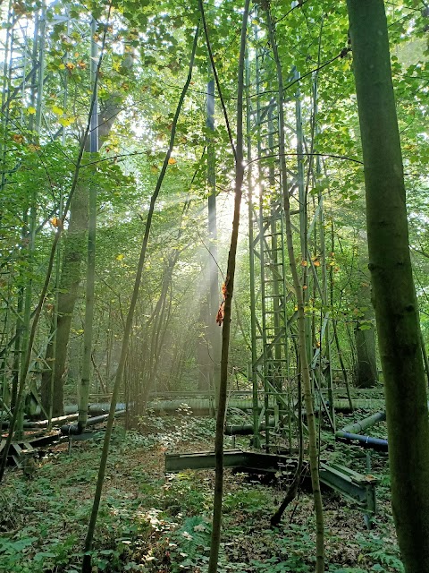 Birmingham Institute of Forest Research