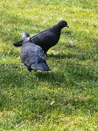 British Wildlife Britain