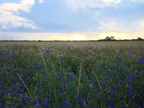 Сиреневая роща