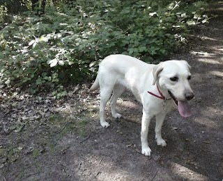 Dog Walking Loughton - Canine To Five