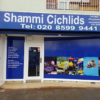 Shammi Cichlids Aquatics