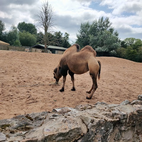 Chester Zoo Car Park 1