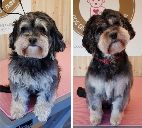 Mutterly Gorgeous - Dog grooming of Farnham