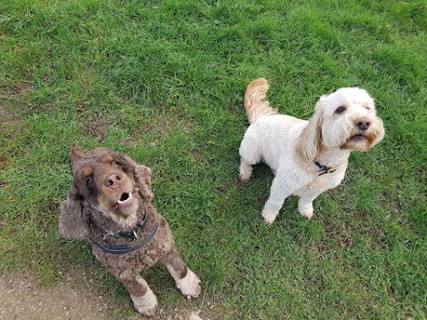 Henry's Walking Pals