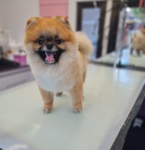 Furry Charm Dog Groomer