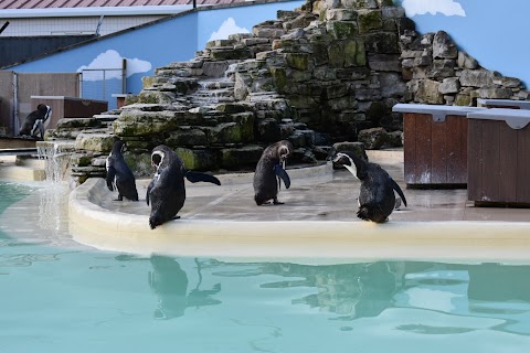 Penguin Feeding