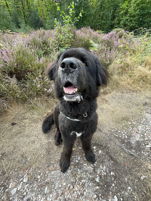 Four Paws Trek and Train