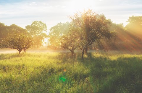 The Orchard Child Psychology Service