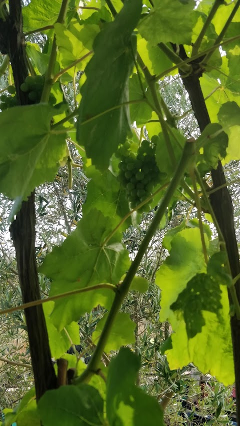 Arkwright Meadows Community Gardens