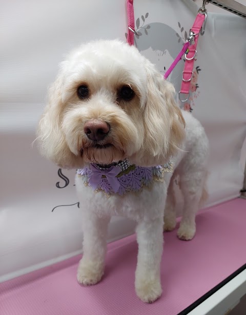 Shabby 2 Chic Dog Grooming Derby