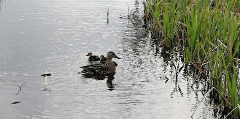 Wildlife Pond