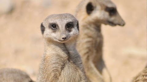 Meerkats