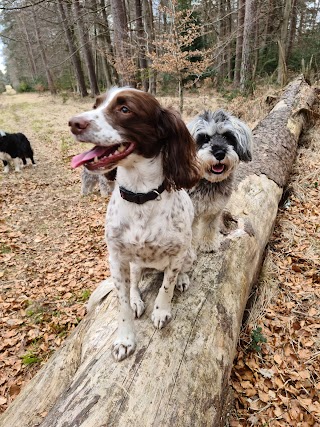 Forest Dog Walking and Pet Services