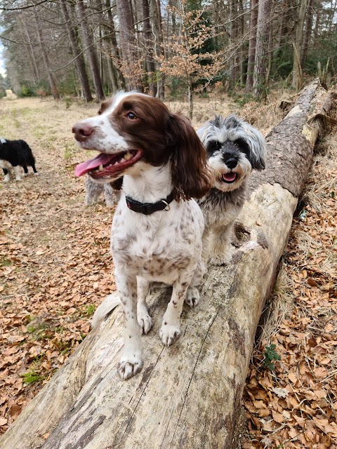 Forest Dog Walking and Pet Services