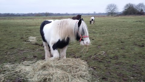 Waveney Wildlife