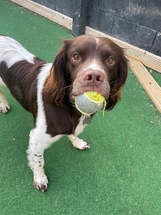 Leconfield Kennels & Cattery