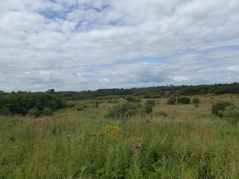 Perchy Pond Wishaw