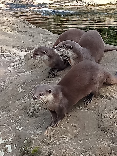 Meerkats