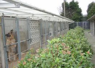 Kingstown Kennels and Cattery