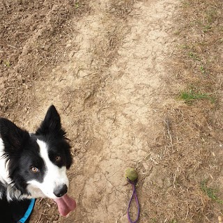 Paws Dog walking