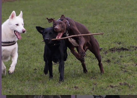 Mucky pups dog walking and pet services