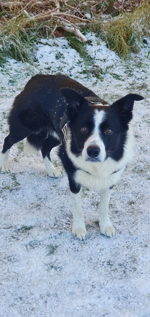 Green Paws Dog Walker