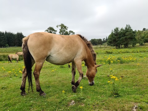 Highland Wildlife Park