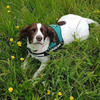 Happy Healthy Hounds - Dog Walkers & Pet Services