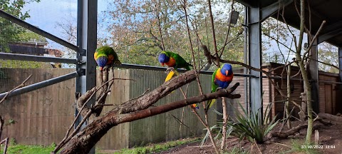 Lorikeet Landing - Twycross Zoo