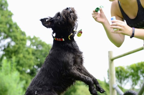 Pack Buddies Doggy Daycare Southampton