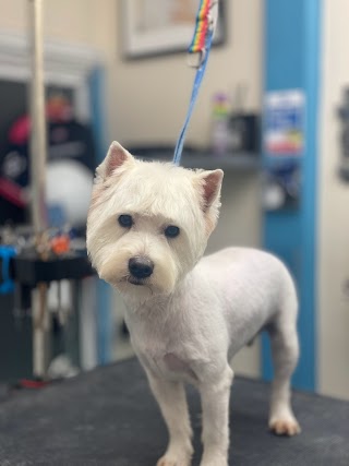 Animal Magic Multi Award Winning Groomers Dog Grooming Salon