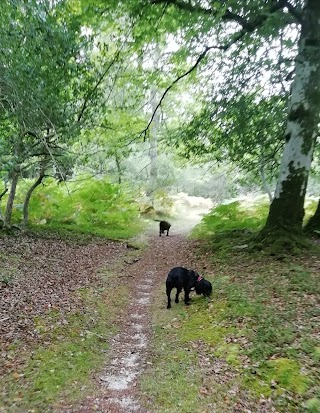 New Forest Spaniel Adventures