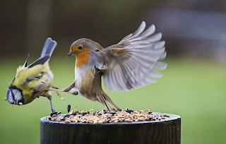 Independent Martial Arts