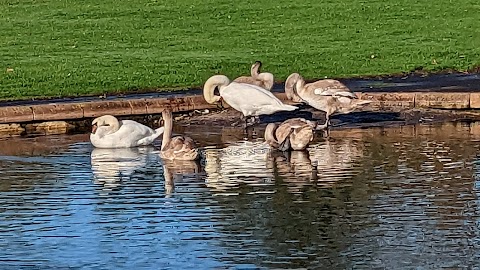 Wildlife Pond