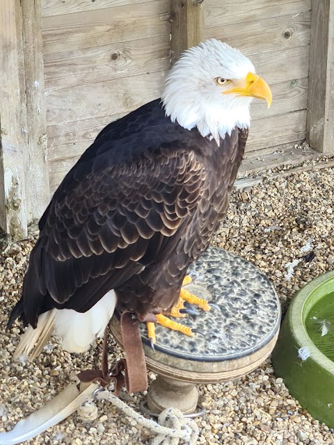 Herrings Green Activity Farm & Bird of Prey Centre