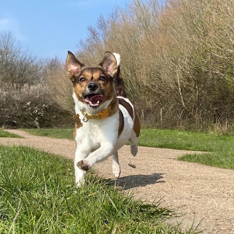 Sunny paws dog walking