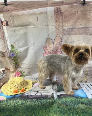 Posh Pooches Parlour Dog Groomer Buckshaw Village