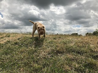 This Way Pup - Dog Walker Banbury