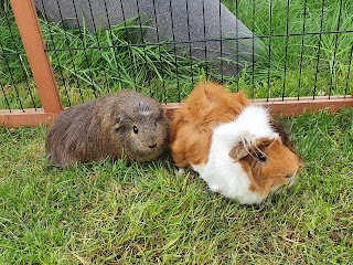 Furry Friends Hotel Rabbit & Small Animal Boarding .