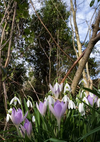 Dene Woodland