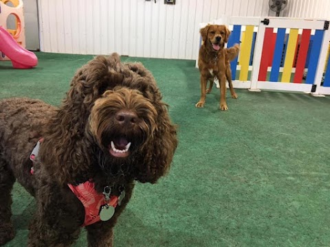 Little Lane Dog Daycare