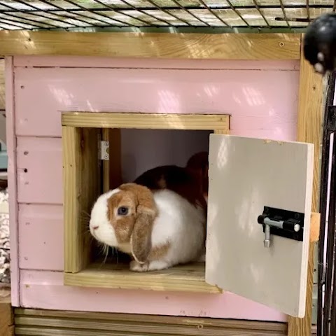 Dandelion Cottage Rabbit and Guinea Pig Boarding