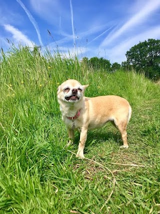 Walk in the Woods - Dog Walkers